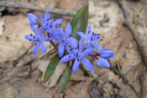 Scilla bifolia (1) (1200 x 799)